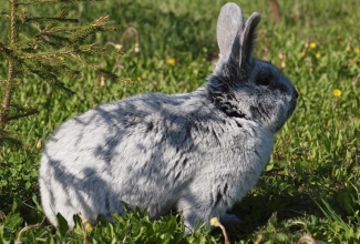 Suur hele hõbeküülik, foto Estfarm
