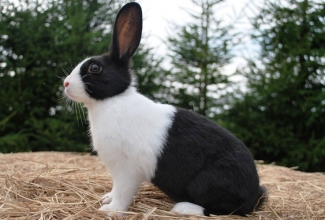 Hollandi küülikud, foto Estfarm