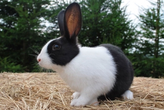 Hollandi küülikud, foto Estfarm