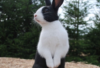 Hollandi küülikud, foto Estfarm