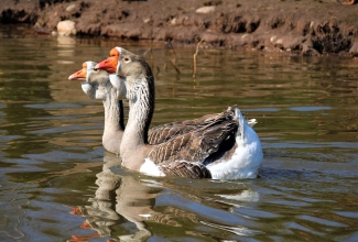 Holmogori hani, foto Estfarm