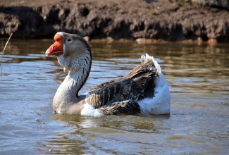 Holmogori hani, foto Estfarm