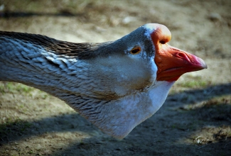 Holmogori hani, foto Estfarm