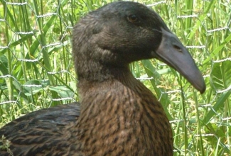 Hook Bill part, foto: Backyard Chickens