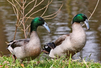 Hook Bill pardid, foto flickr.com Jim Bruce