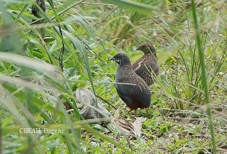 Ida-sinivutt, foto: http://www.borneobirdimages.com/original_photo/6862