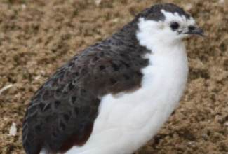 Ida-sinivutt, foto: https://www.animal.photos/bird2/quail-cpq.htm