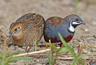 Ida-sinivutt, foto: https://www.communitychickens.com/cute-as-a-button/