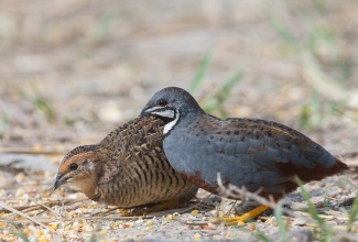 Ida-sinivutt, foto: https://singaporebirds.com/species/king-quail/