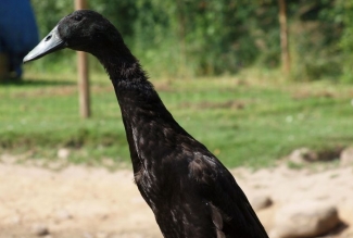 Pardi tõug india jooksupart, foto Estfarm