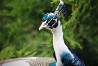 India-sinise-laiguline-paabulind, foto Estfarm