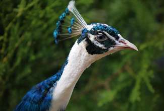 India-sinise-laiguline-paabulind, foto Estfarm