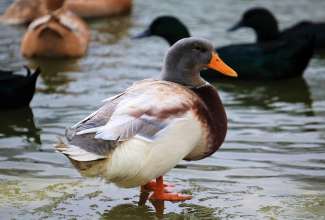 Saksimaa part, foto Estfarm