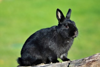 Hermeliin, Foto Estfarm