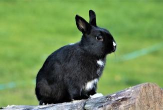 Hermeliin, Foto Estfarm