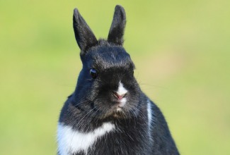 Hermeliin, Foto Estfarm