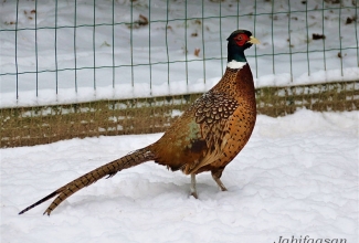 Jahifaasani kukk, foto Estfarm