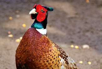 Jahifaasani kukk, foto Estfarm