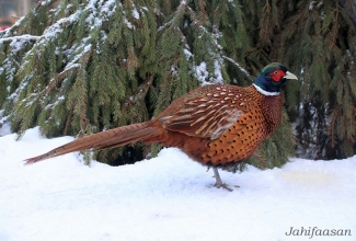 Jahifaasani kukk, foto Estfarm