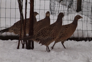 Jahifaasani kana, foto Estfarm