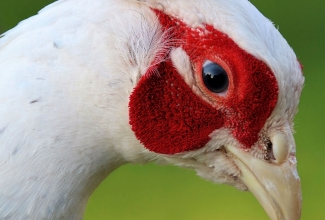 Jahifaasani kukk, foto Estfarm