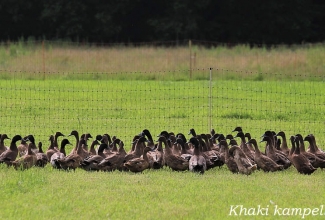 Khaki kampelli pardid, foto Estfarm