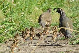 Kalifornia tuttvutid, foto: http://www.birdcanada.com/gabriola-commons-habitat-extraordinaire/calif-quail-and-babies-pr/?ak_action=reject_mobile