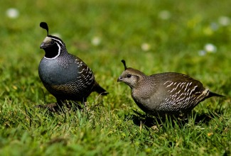 Kalifornia tuttvutid, foto: http://sfcitizen.com/blog/tag/callipepla-californica/