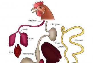 Kana siseelundid, foto Estfarm