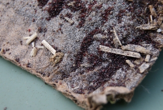 Kanalest, foto: http://vetstudentjourney.blogspot.com/2011/12/poultry-red-mite-dermanyssus-gallinae.html