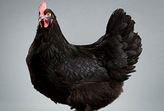  Kanatõug marans