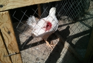 Foto: https://www.backyardchickens.com/content/type/61/id/6396079/