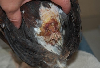 Foto: Fotod: http://www.writeopinions.com/cannibalism-in-poultry