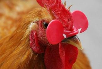 Foto: https://nl.aliexpress.com