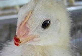 Foto: http://humanefacts.org/overview/debeaked-chick/