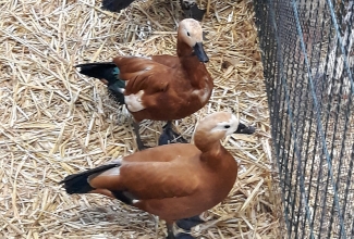 Kaunase küüliku- ja linnunäitus 2018