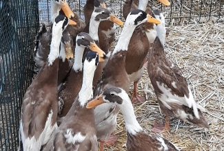 Kaunase küüliku- ja linnunäitus 2018