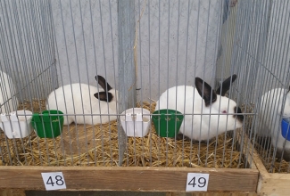 Kaunase küüliku- ja linnunäitus 2018