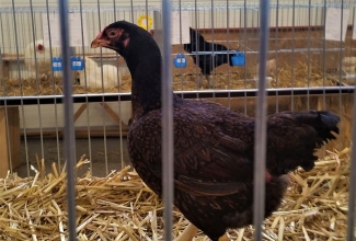 Kaunase küüliku- ja linnunäitus 2018