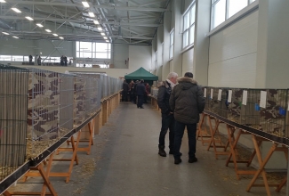 Kaunase küüliku- ja linnunäitus 2018