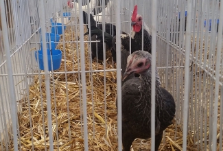 Kaunase küüliku- ja linnunäitus 2018