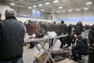 Kaunase kodulindude näitus 2020