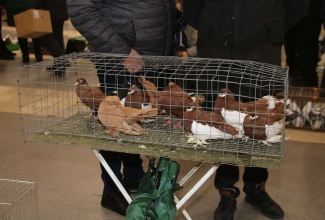 Kaunase kodulindude näitus 2020