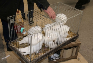 Kaunase kodulindude näitus 2020