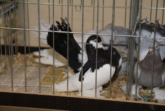 Kaunase kodulindude näitus 2020