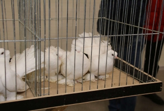 Kaunase kodulindude näitus 2020