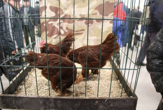 Kaunase kodulindude näitus 2020