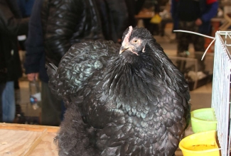 Kaunase kodulindude näitus 2020