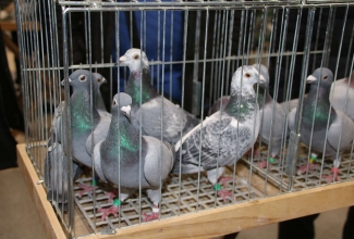 Kaunase kodulindude näitus 2020