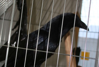 Kaunase kodulindude näitus 2020